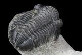 Detailed Austerops & Gerastos Trilobite Association #76981-9